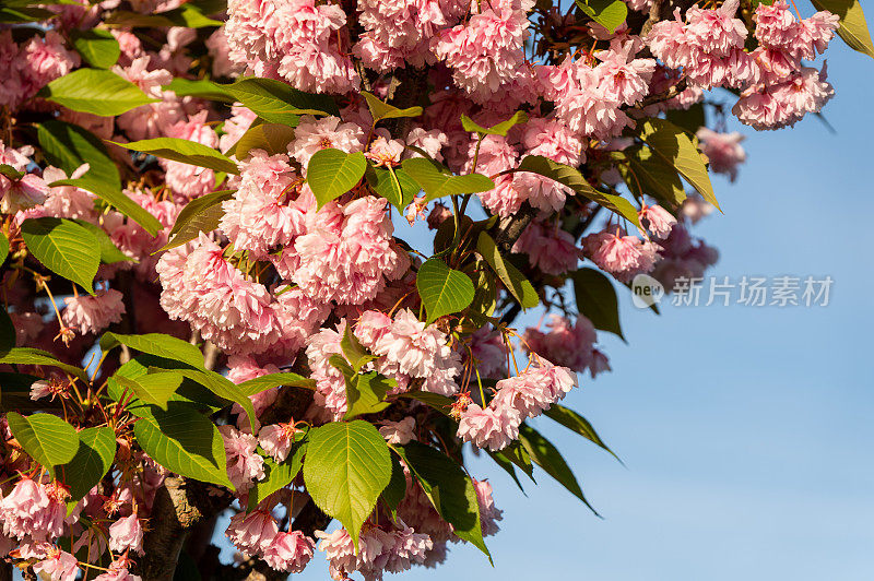 公园里一棵日本樱桃(Prunus serrulata)的特写照片